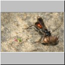 Priocnemis melanosoma - Wegwespe w10a 8mm mit Spinne - OS-Hasbergen-Lehmhuegel.jpg